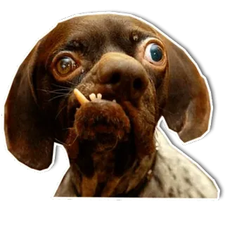 DogStyle @FranceCanal telegram stickers