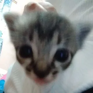 🥹 小猫, 可爱, 动物, 猫, 宠物, 猫科 telegram sticker