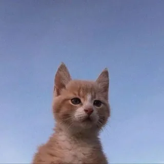 👀 кот, котенок, небо, домашнее животное, животное, кошачий whatsapp sticker