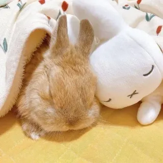 🌟 rabbit, bunny, stuffed animal, toy, cute, pet, animal whatsapp sticker