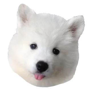 👅 犬, 子犬, かわいい, 動物, ペット, サモエド telegram sticker