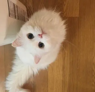 🥥 猫, 動物, ペット, 白い猫, 飼い猫, 可愛い, 子猫 whatsapp sticker