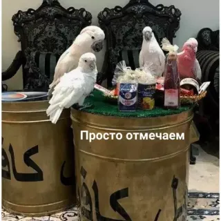 🥳 Просто отмечаем นก, นกแก้ว, โต๊ะ, ของตกแต่ง telegram sticker