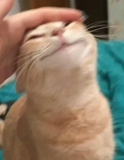 🥰 кошка, питомец, животное, домашний, кошачий telegram sticker