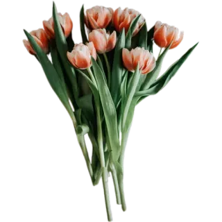 💐 ทิวลิป, ดอกไม้, ช่อดอกไม้, ฤดูใบไม้ผลิ, ลายดอก, พืช, ธรรมชาติ telegram sticker