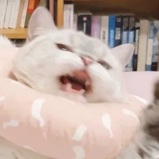 🐈 猫, 子猫, 動物, 飼い猫, ペット, 白猫 whatsapp sticker