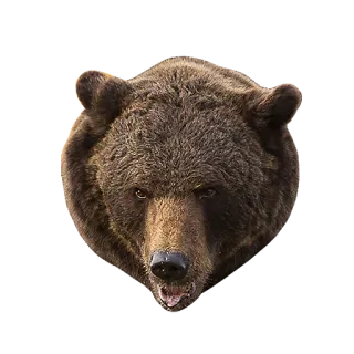 😐 bear, animal, wildlife, mammal, grizzly bear telegram sticker
