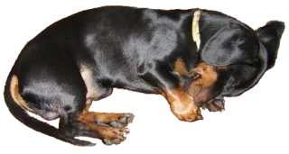 😴 собака, спящий, такса, животное, питомец whatsapp sticker