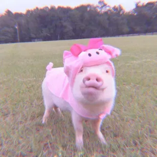🐽 pig, animal, cute, pink, costume telegram sticker