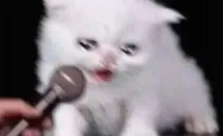 😫 cat, kitten, microphone, animal, meme, funny telegram sticker