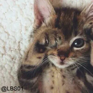 🙁 @LBS01 gato, gatito, animal, mascota, lindo, ojos whatsapp sticker