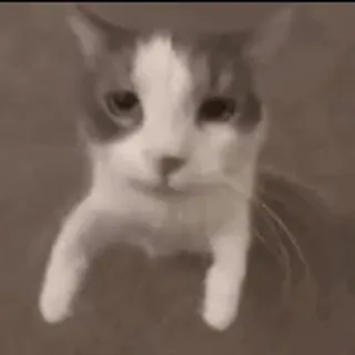 🐱 Katze, Haustier, Tier, Hauskatze, Katzenartig, Säugetier whatsapp sticker