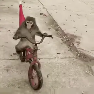 🚲 monkey, bicycle, animal, tricycle, transportation, primate whatsapp sticker