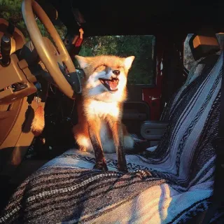 🦊 whatsapp sticker