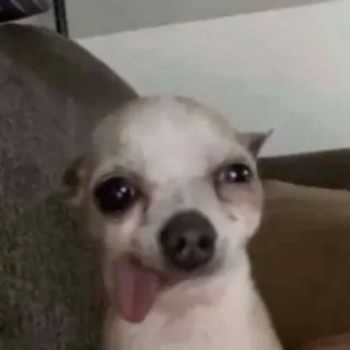 😋 собака, чихуахуа, животное, питомец, смешной, язык telegram sticker