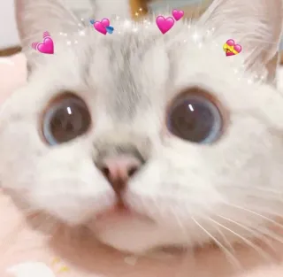 🥺 gato, gatinho, fofo, animal, corações telegram sticker