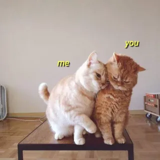 💛 me you gato, gatos, animais, animal de estimação, animais de estimação, amizade, amor telegram sticker