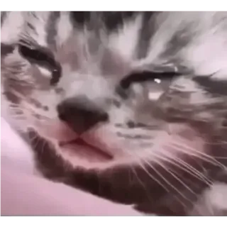 😞 새끼 고양이, 고양이, 동물, 귀여운, 애완 동물, 고양이과 telegram sticker