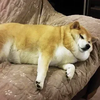 🙁 chien, animal de compagnie, animal, shiba inu, mignon, animal domestique, mammifère telegram sticker