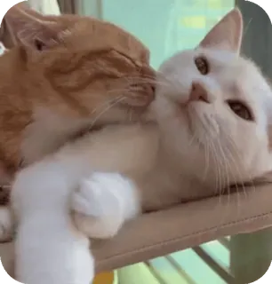 🐈 mèo, mèo con, thú cưng, động vật, dễ thương, nhà, họ mèo, bạn bè telegram sticker