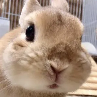 🌟 rabbit, bunny, animal, cute, pet, mammal whatsapp sticker