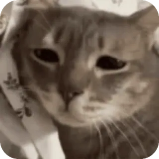 😞 gato, animal, mascota, mamífero telegram sticker