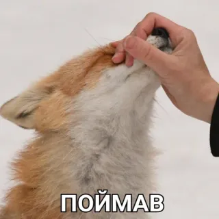 🦊 ПОЙМАВ raposa, animal, mão, animal de estimação, russo, fofo telegram sticker