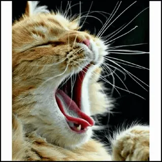 🐾 Katze, Gähnen, Katzenartig, Tier, Haustier, Orange Katze, Haustier telegram sticker