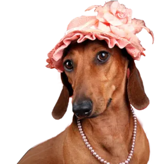 😉 dog, dachshund, hat, pearls, cute, animal whatsapp sticker
