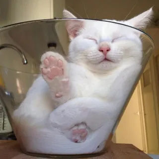 🥰 gato, durmiendo, cuenco, lindo, animal, mascota, doméstico, gato blanco telegram sticker