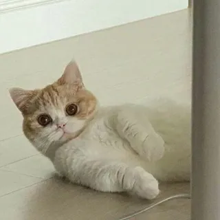 😺 chat, animal de compagnie, animal, chat domestique, mignon, chaton, chat blanc telegram sticker