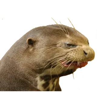 😑 выдра, животное, млекопитающее, дикая природа, природа, портрет telegram sticker
