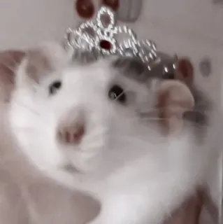 🐁 rata, animal, corona, mascota, princesa whatsapp sticker