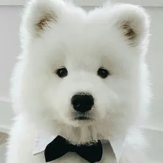 ❤️ Hund, Samojede, süß, Welpe, Tuxedo, Festkleidung, Fliege telegram sticker