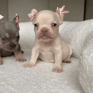 🎀 anak anjing, anjing, bulldog prancis, hewan, imut, hewan peliharaan whatsapp sticker