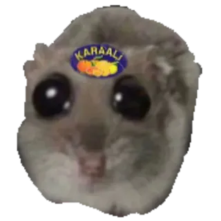 🍊 KARAALI 햄스터, 귀여운, 동물, 애완동물, 설치류 whatsapp sticker