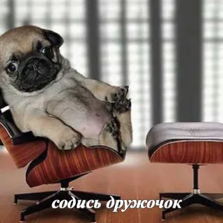 🐶 содись дружочок pug, cachorro, cadeira, animal, escritório, engraçado telegram sticker