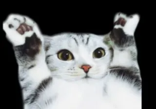 🙌 gato, animal, fofo, animal de estimação, gatinho telegram sticker