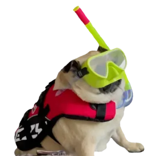 @pug_leonid telegram stickers
