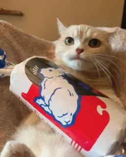 😻 gato, animal, animal de estimação, fofo, mamífero, felino, gato doméstico telegram sticker