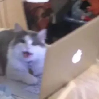 💻 cat, computer, laptop, animal, domestic telegram sticker