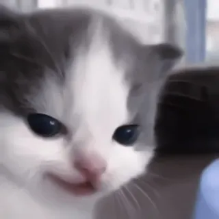 🐈 kociak, kot, słodki, zwierzę, zwierzę domowe telegram sticker