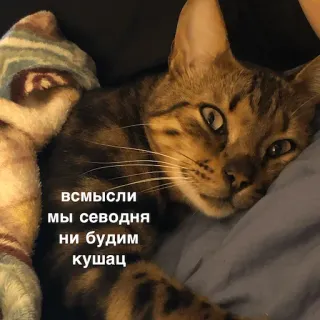😰 всмысли
мы сегодня
ни будим
кушац แมว, สัตว์, สัตว์เลี้ยง, รัสเซีย, ข้อความ, คำคม telegram sticker