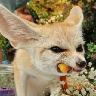 🦊 whatsapp sticker