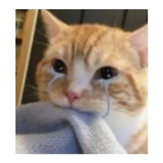 😢 kucing, menangis, sedih, meme, hewan telegram sticker