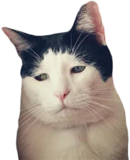 😞 cat, animal, pet, domestic animal, tuxedo cat, mammal telegram sticker