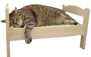 🐱 cat, bed, sleeping, lazy, pet, animal telegram sticker