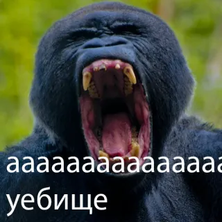 кринж гориллы telegram stickers