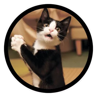 ✌️ gato, gatinho, preto e branco, engraçado, fofo, implorando, suplicante, animal telegram sticker