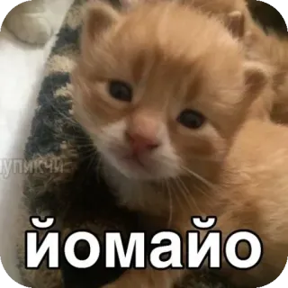 🐱 ЙОМАЙО 猫, 小猫, 可爱, 俄语 whatsapp sticker